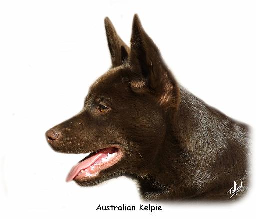 Australian Kelpie 9P24D-134.jpg